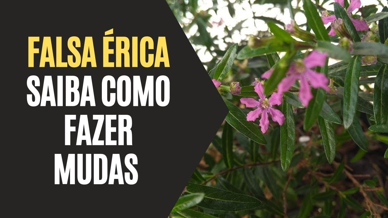 Falsa Erica: Saiba Como Fazer Mudas