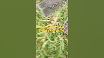 Youtube #shorts  Kinh nghiệm đặt chuột cống nhum #shorts