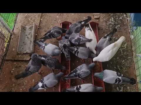 Afternoon feeding of pigeons (vlog 29)