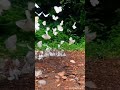 لله أحباب أحن اليهم لله أحباب أحن اليهم