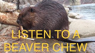 Listen To A Beaver Chew Wood Incredible Close Up Footage
