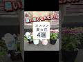 【園芸】夏にオススメの花4選!!暑さに強く丈夫なものを紹介します♪#shorts #flowers