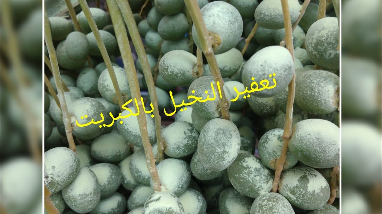 تعفير النخيل بالكبريت الزراعي