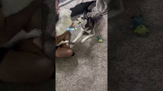 Terrier jindo & Husky boxing🐺 #dog #husky #huskylife #huskylovers #terriermix #terrier #jindo