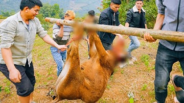 SAPA TV | KHÂU CHUẨN BỊ ĐÁM CƯỚI DÂN TỘC NÙNG MỔ 1 BÒ 2 LỢN NẤU RẤT NHIỀU MÓN NGON