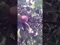 @-earth.plants-animals Prunus domestica var insititia,European plum,kumbull Evropiane