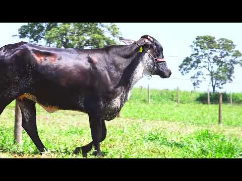 LOTE 30 JURADA FIV GOPRO MOURA LEITE 2393 CK