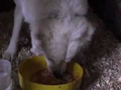 il-leggendario-turok-mastino-abruzzese