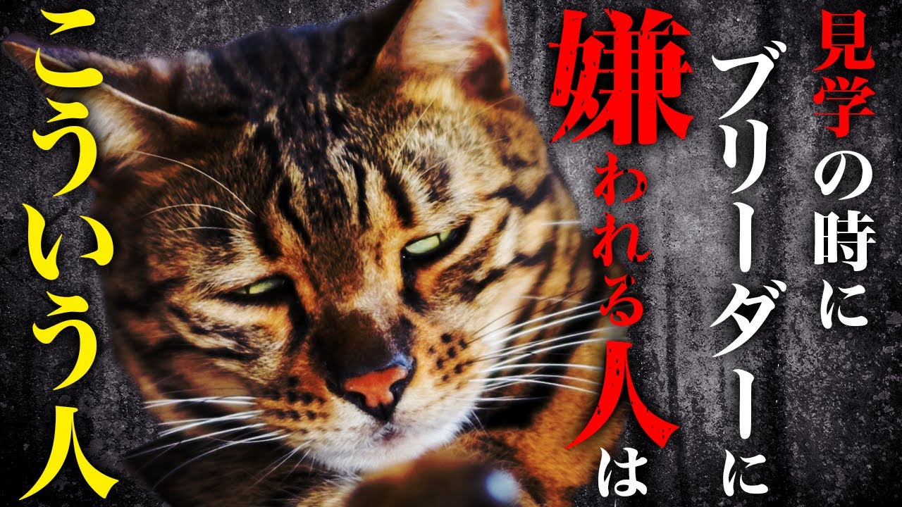 コレをブリーダーに言うと一発アウトです。ブリーダー見学の流れとコツをご紹介！