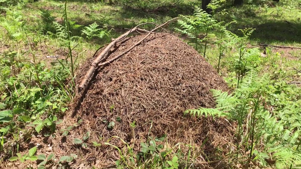 Samsun Vezirköprü  Kunduz Dağı - Kunduz Ormanları - Kunduz Yaylası