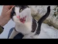 Cute Homeless Cat wants to warm up by climbing my lap because it's cold.