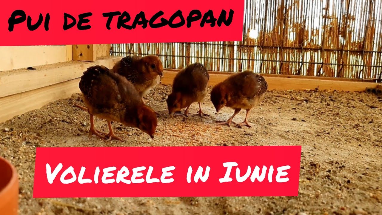 Puii de fazan tragopan si voliere cu pasari in luna iunie...