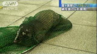 都心の霞ヶ関駅にハクビシン　網をかけられ御用（10/08/11）