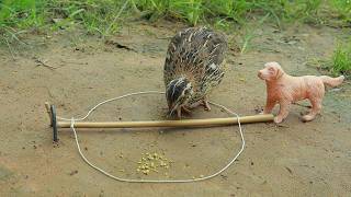 Catch &amp; Release - Unique Creative DIY Quick Technique Quail Trap