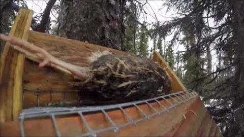 Start Of Marten Trapping 2020-21 (Feather Sets)