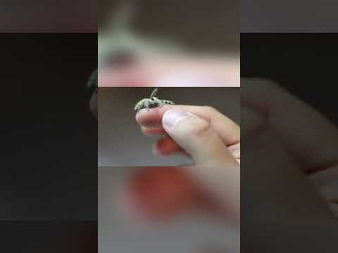 Can you believe this?? Cute jumping spider pet!!!!! #shorts #viralvideo #viral