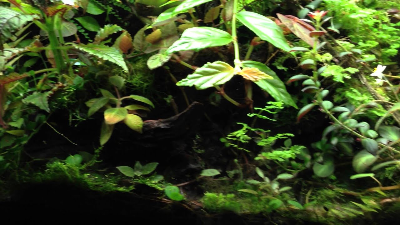 180 Gallon D. leucomelas "Fine Spot"  Vivarium (Update)