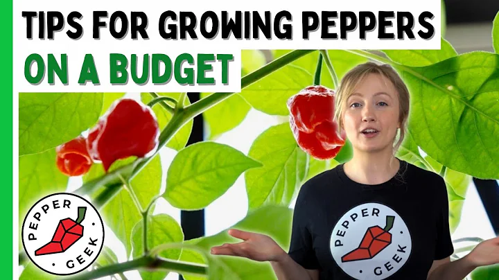 Tips For Growing Peppers On A Budget - Pepper Geek