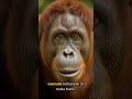 Negara dengan Keanekaragaman Hayati Tinggi 🐾