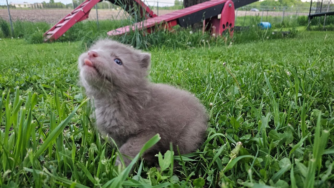 Newest rescue pup gets introduced to Finnegan Fox and Fox Friends