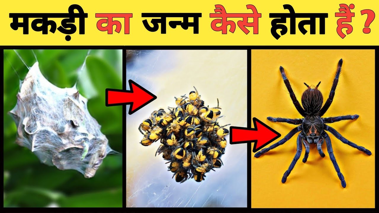 spider-life-cycle-video-life-cycle-of-spider-in