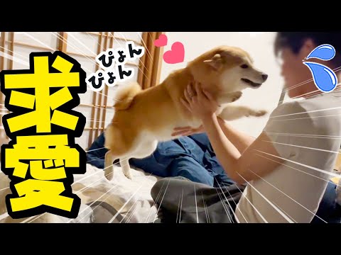 大好きな兄たんが妹犬を可愛がると嫉妬心で感情が爆発し好きアピールが止まらない姉柴犬ちくわ