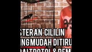 Paling MUDAH DITIRU! Masteran Murai Isian Cililin Untuk Murai Trotol & Remaja. Ayo buktikan!
