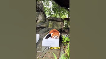 Why Red Pandas Sleep on Bed of Ice 🤯