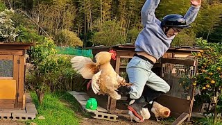 凶暴なニワトリに攻撃される飼い主→防具で応戦するが…… まさかの勝敗