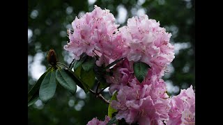 Pandemic Pixel Vol.07 2020年五月的碎片