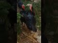 اروع مقطع للديك الرومي جمال الديك الرومي في الطبيعة Turkey Beauty Beauté De La Turquie اروع مقطع للديك الرومي جمال الديك الرومي في الطبيعة Turkey Beauty Beauté De La Turquie