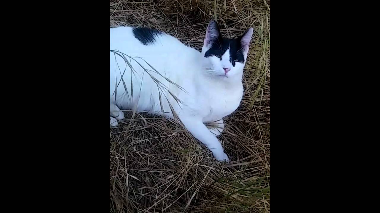 Oreo just being a cat 🐱
