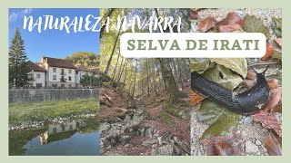 DESCUBRIENDO la SELVA DE IRATI ✈️ Mucha NATURALEZA. OCHAGAVIA y LUZ MÁGICA en el CORAZÓN de NAVARRA