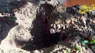 видео: Осенняя подкормка плодовых деревьев. картинка: Осенняя подкормка плодовых деревьев.