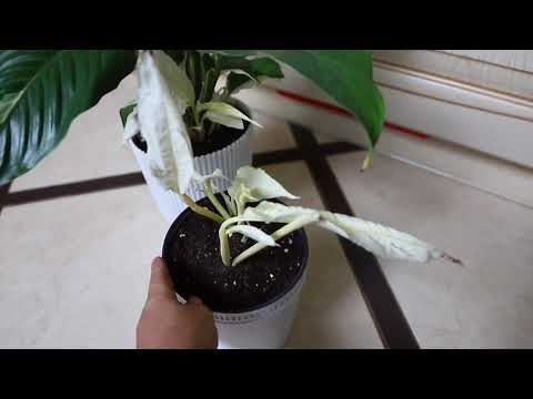 Video: Kā Rūpēties Par Iekštelpu Spathiphyllum