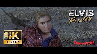 Elvis Presley AI 4K Enhanced ⭐UHD⭐ - Tender Feeling 1964