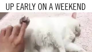 Как включить шизу кота Как включить шизу кота