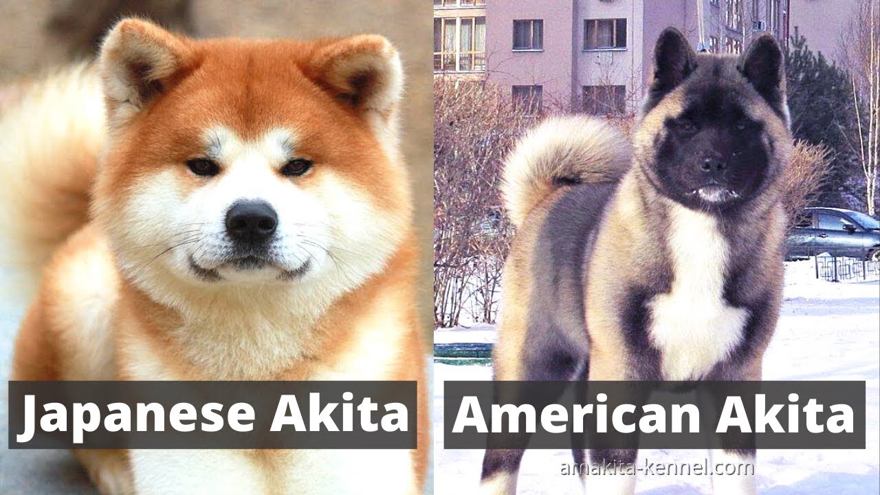 pictures of japanese akitas