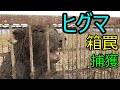 ひぐまを箱罠で捕獲しました 檻を壊していたひぐま