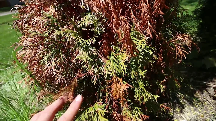 Troubleshooting a Dead Arborvitae in Our Living Fence and Fixing The Problem - DayDayNews