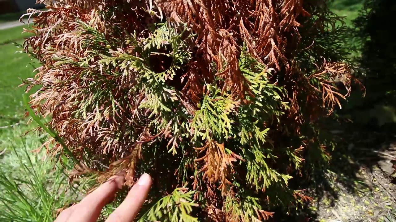Troubleshooting A Dead Arborvitae In Our Living Fence And Fixing The 
