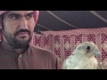 ياحمد عشق القرانيس الندارى 