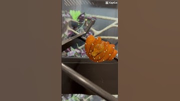 Just a few of our beautiful green tree pythons #manokwari #biak #wamena #Aru #pets #explorepage