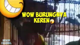 Story wa lucu|Burung lakbet dj😆