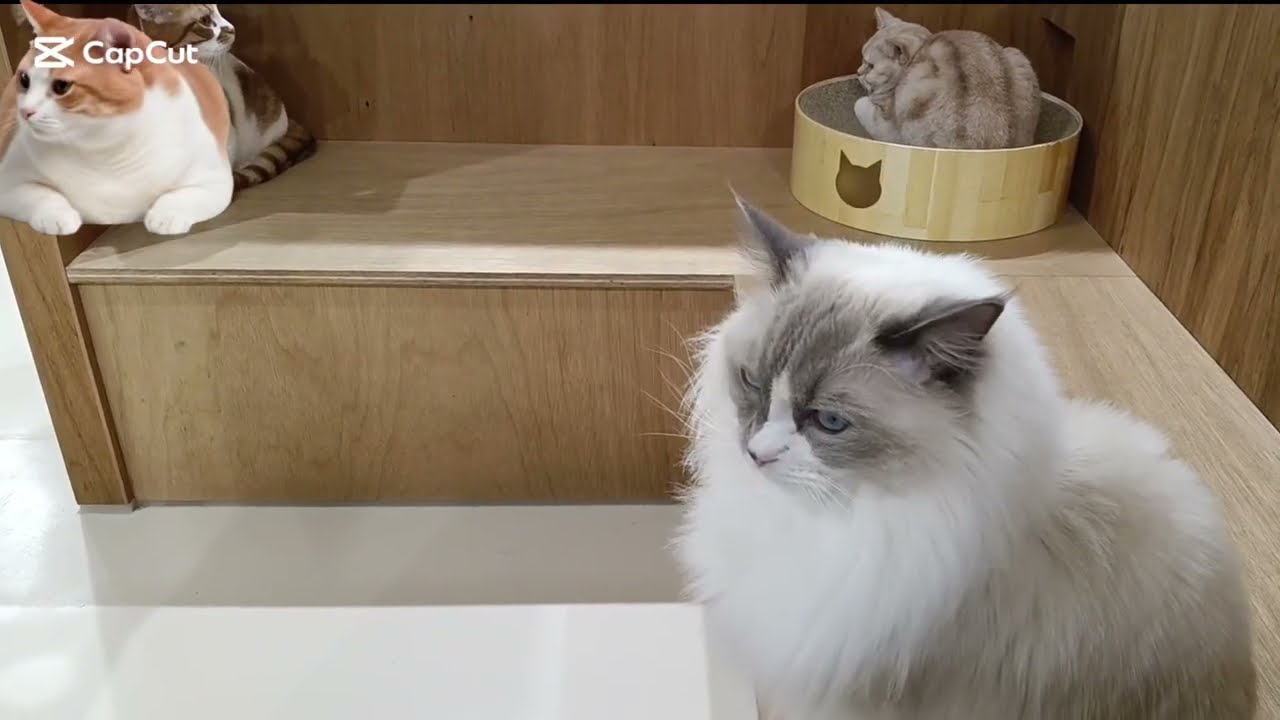 今回はオヤツを貰う為猫たちが待ってます。オヤツは2回目の配布です。懐かしい写真は着物です。#cat #cute #猫のいる暮らし