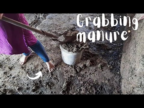 Barefoot farm work | Grabbing aged and fresh manure for a compost pile | Dirty feet and sole reveal