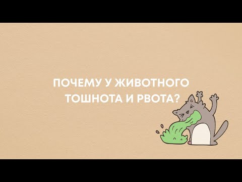 Тошнота и рвота у животного?