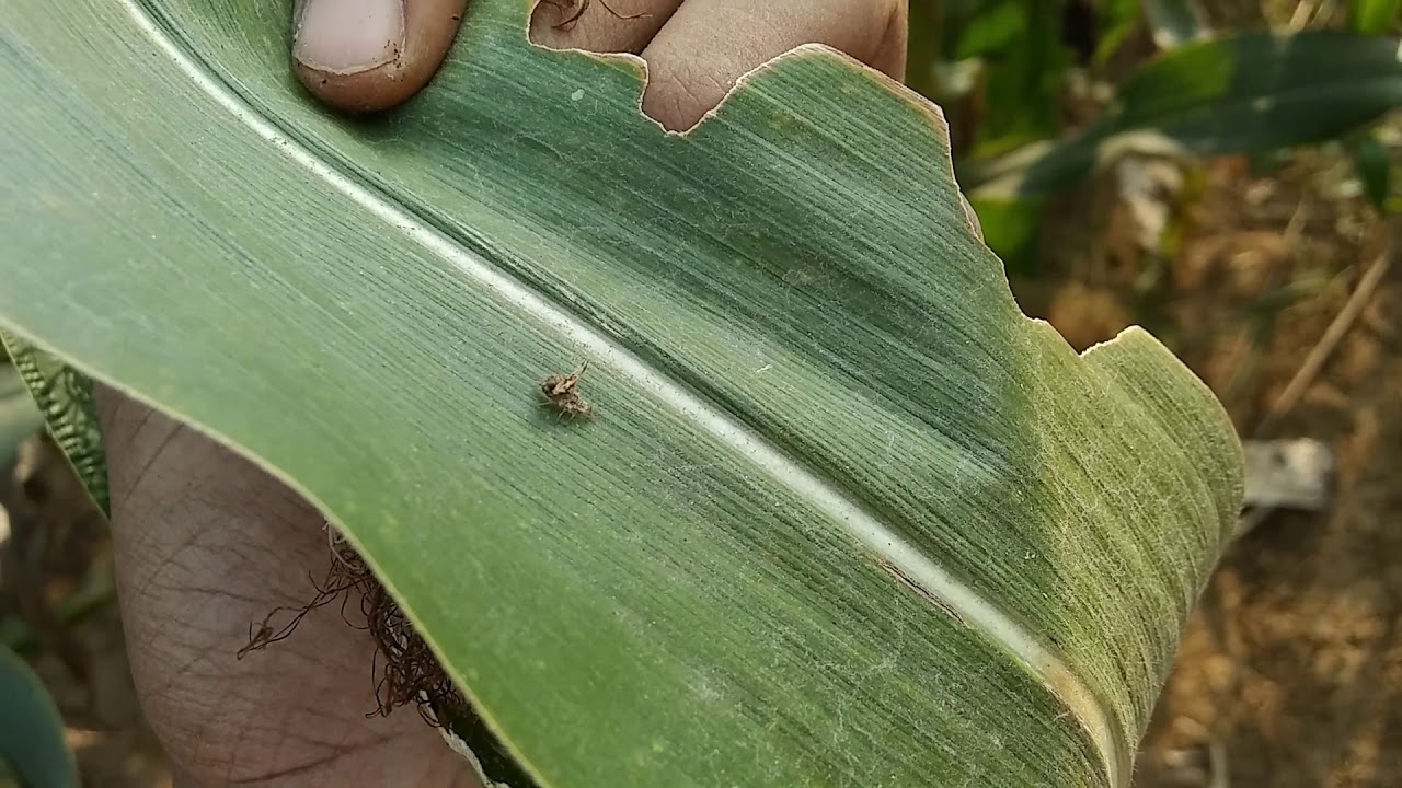 mallada boninensis grub (Chrysopidae)