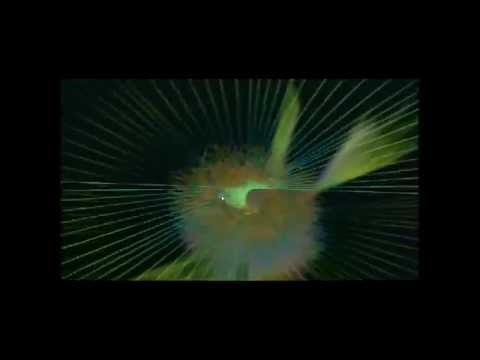 Redd, Qwote \u0026 Pitbull - Bedroom (David May Mix)