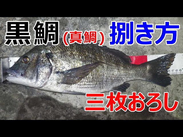 真鯛や黒鯛の捌き方（三枚おろし）｜How to clean a fish - YouTube